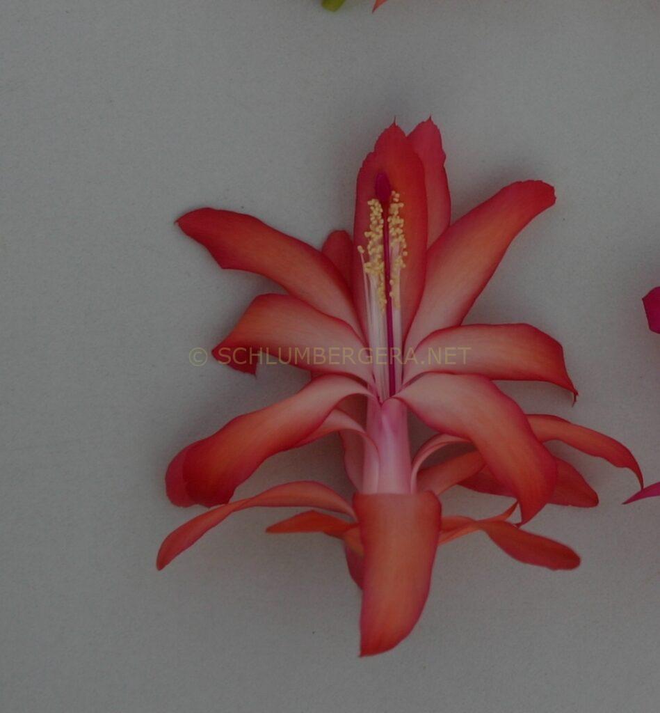 Schlumbergera 'Duchess of York'