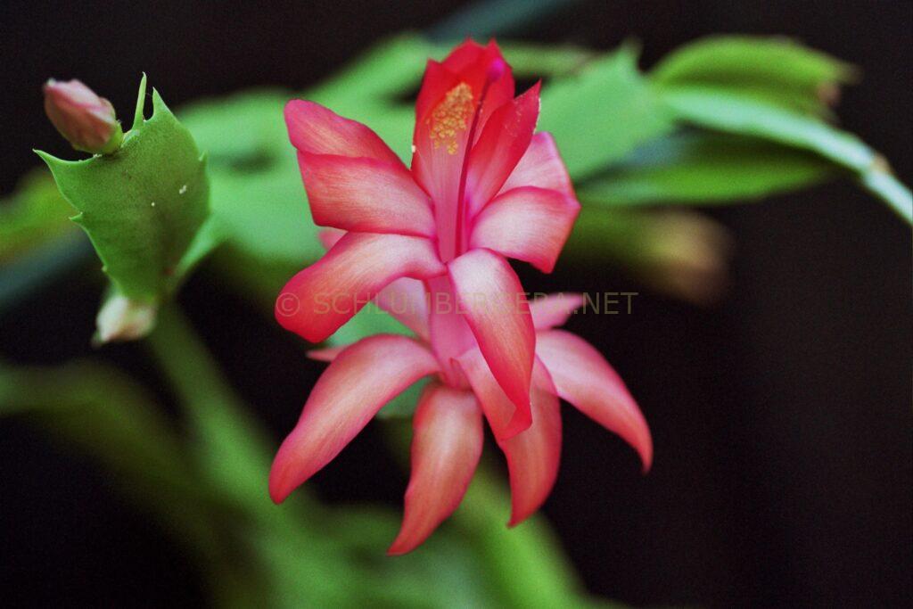 Schlumbergera 'Duchess of York'