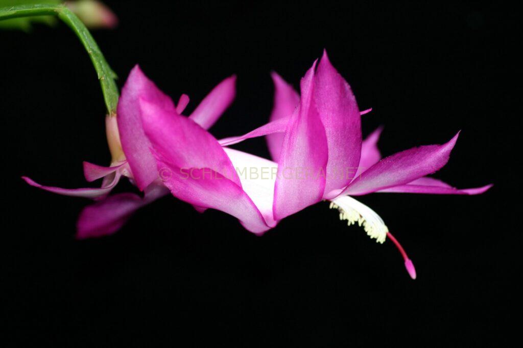 Schlumbergera 'Edelstein'