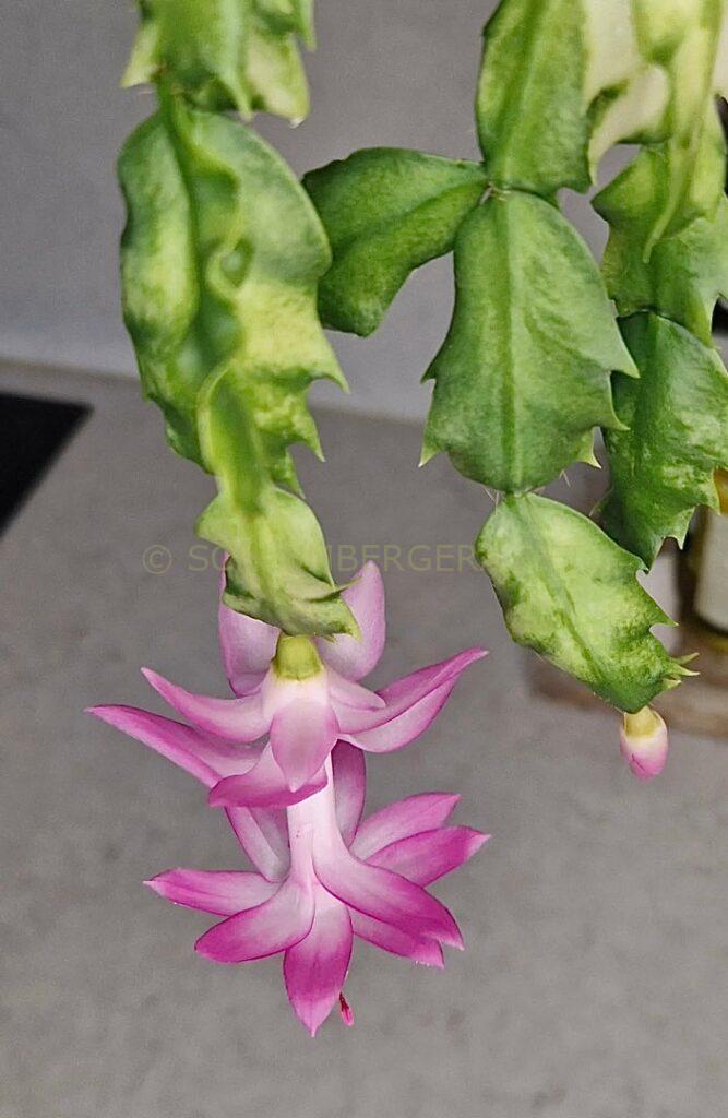 Schlumbergera 'Enchanté Variegated'