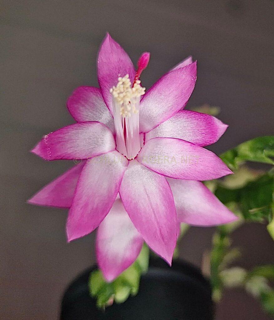 Schlumbergera 'Enchanté Variegated'