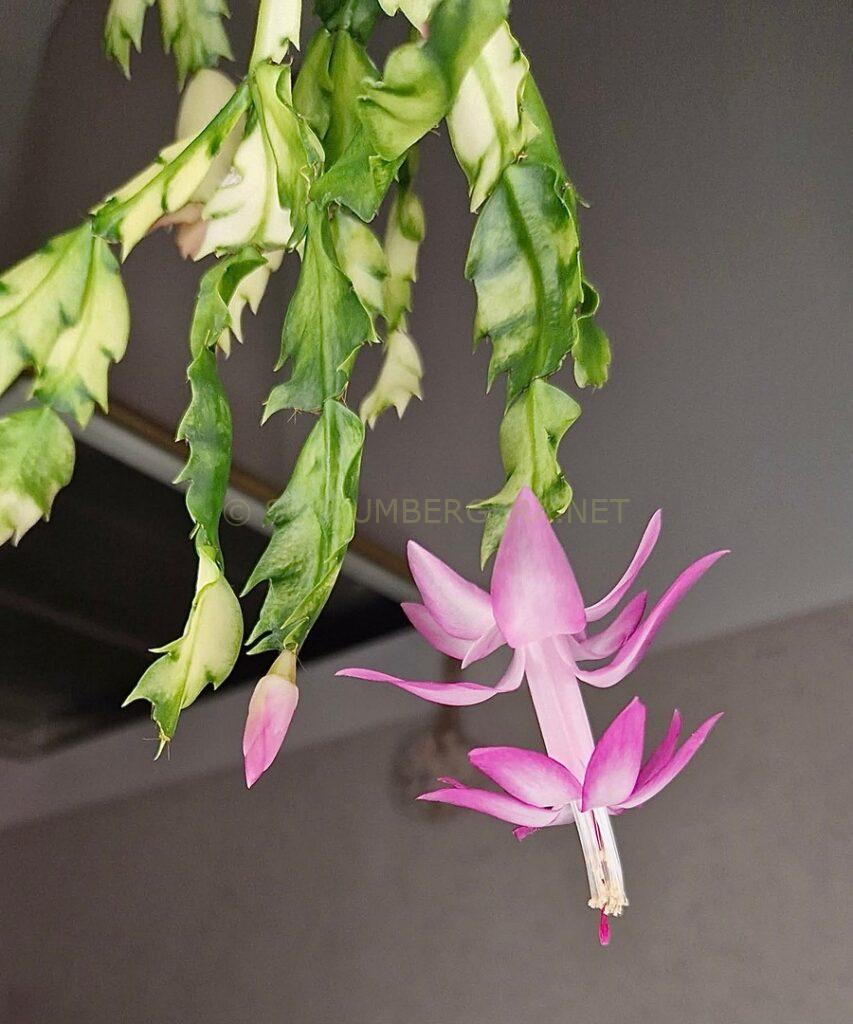 Schlumbergera 'Enchanté Variegated'