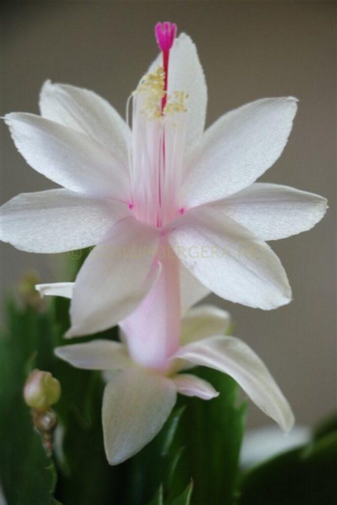 Schlumbergera 'Foliage Dream'