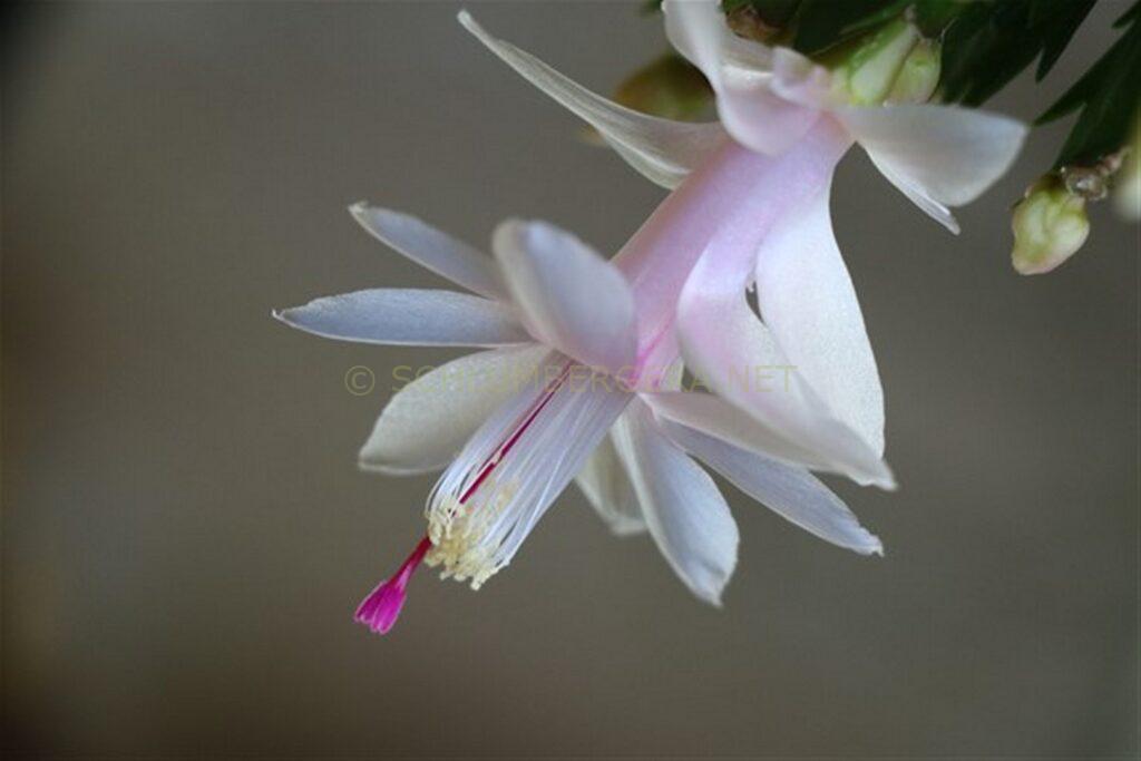 Schlumbergera 'Foliage Dream'