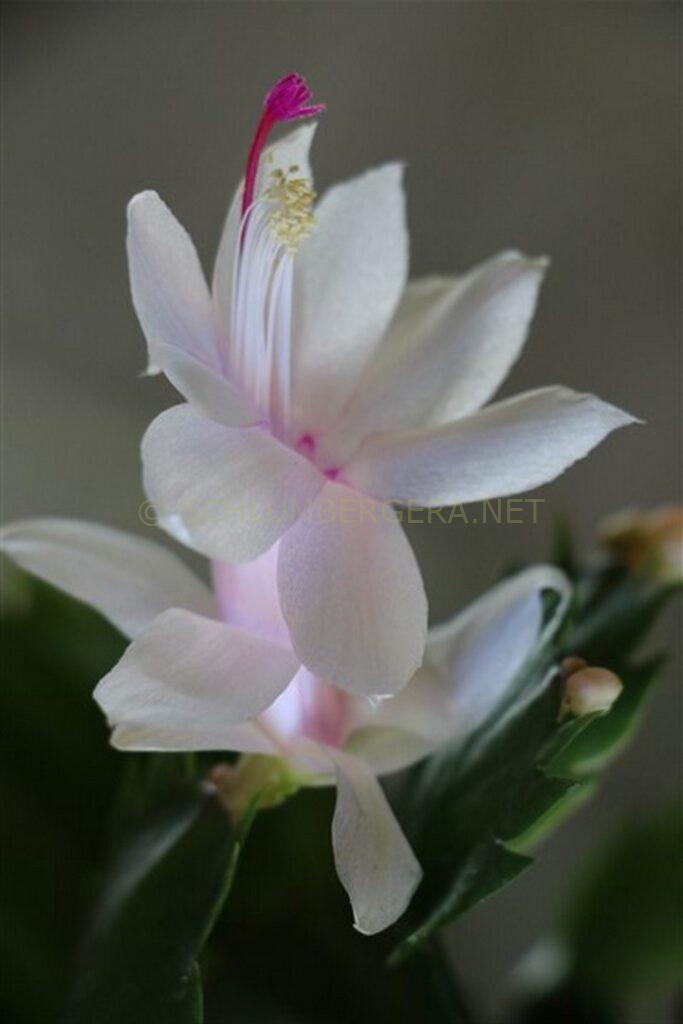Schlumbergera 'Foliage Dream'