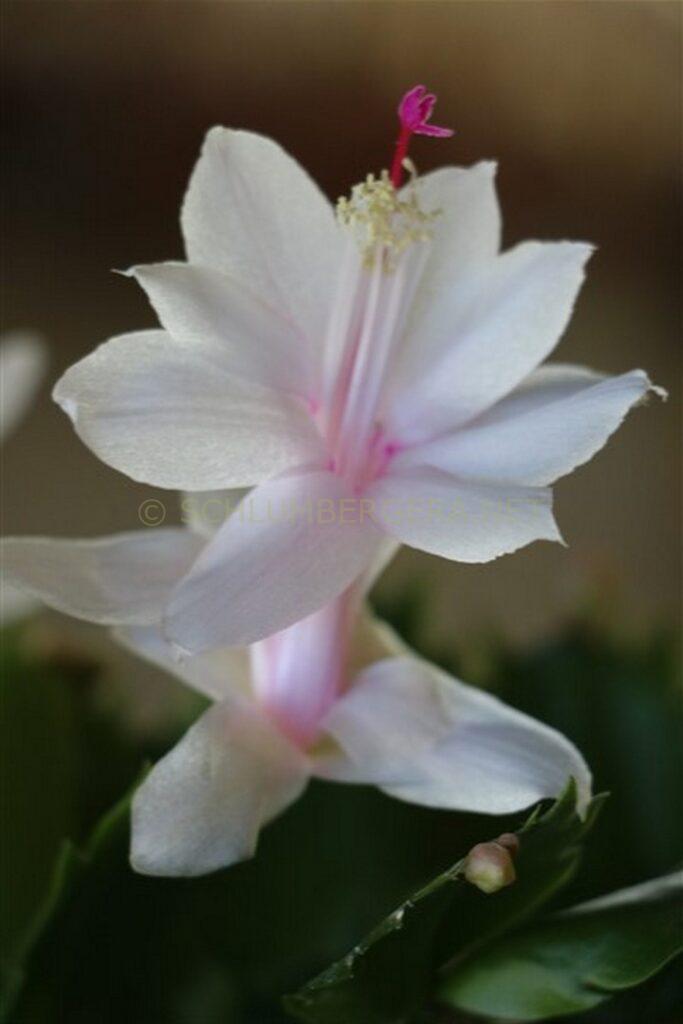 Schlumbergera 'Foliage Dream'