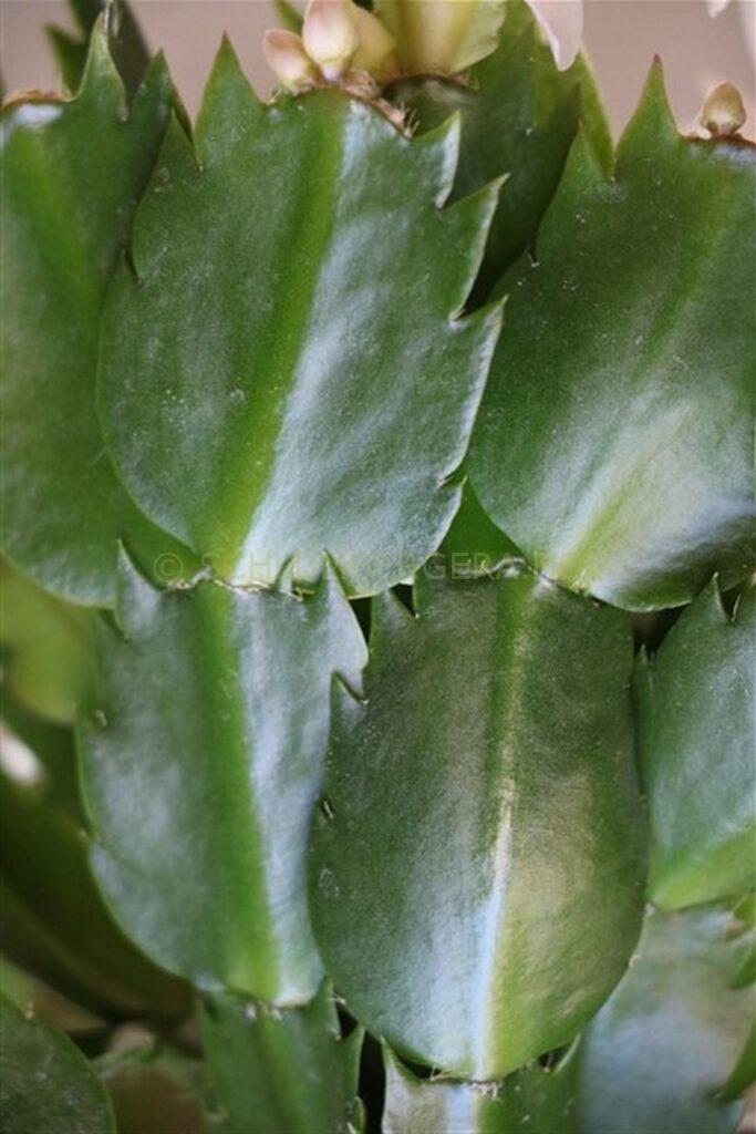 Schlumbergera 'Foliage Dream'