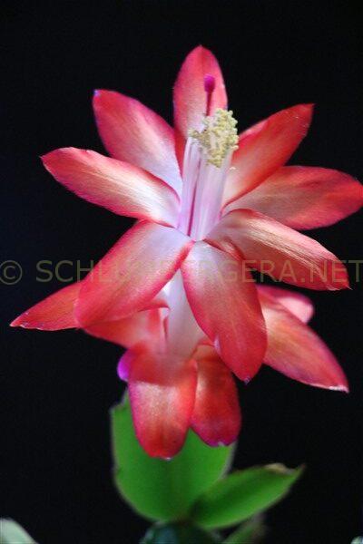 Schlumbergera 'Frank'