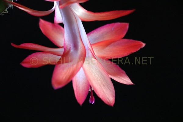Schlumbergera 'Frank'