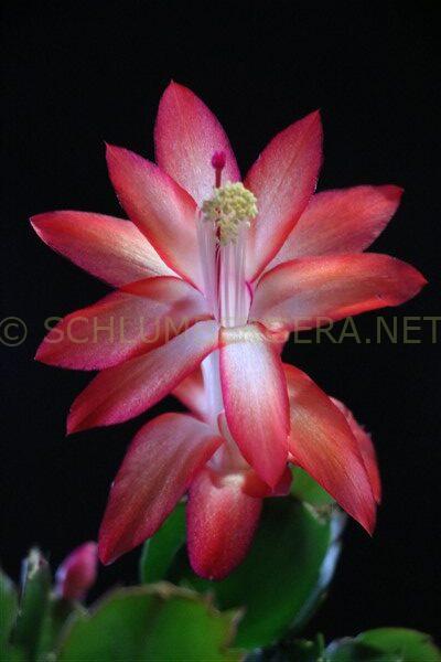 Schlumbergera 'Frank'