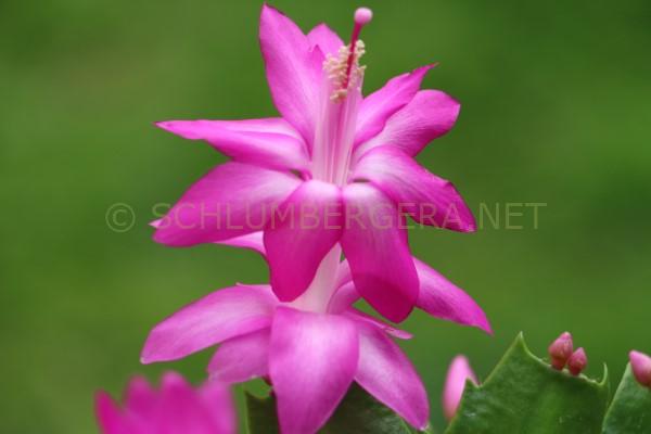 Schlumbergera 'George French'