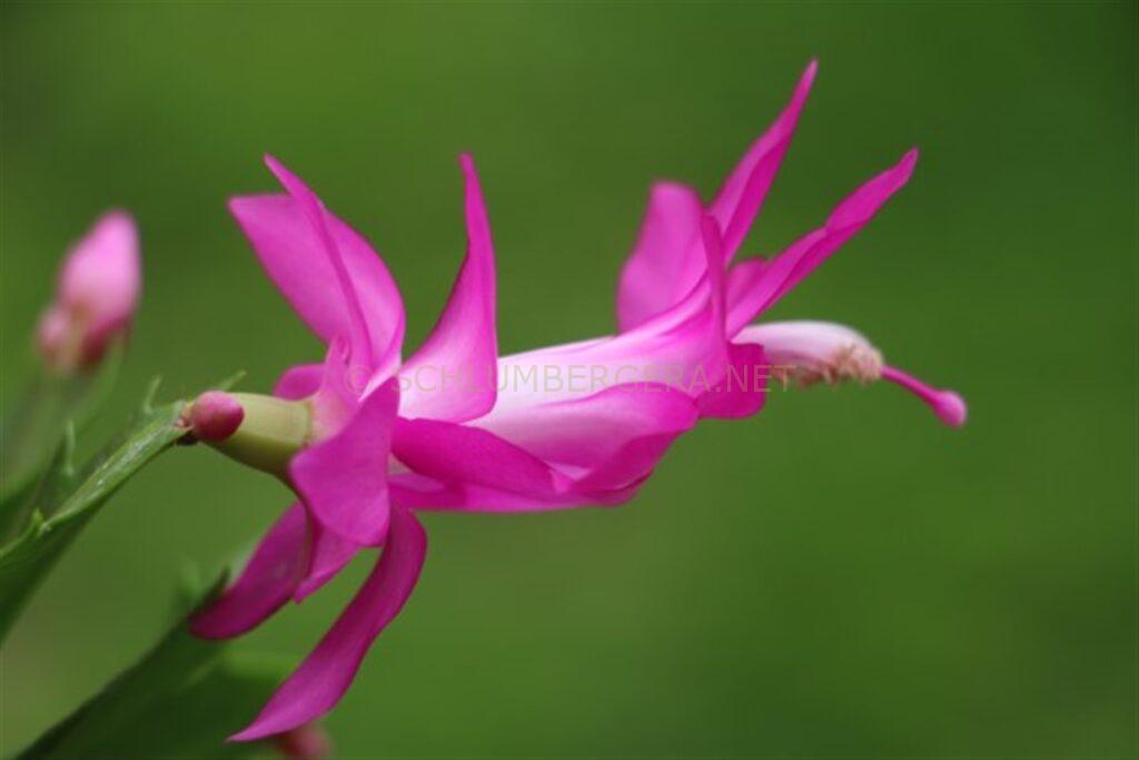 Schlumbergera 'George French'