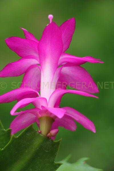 Schlumbergera 'George French'