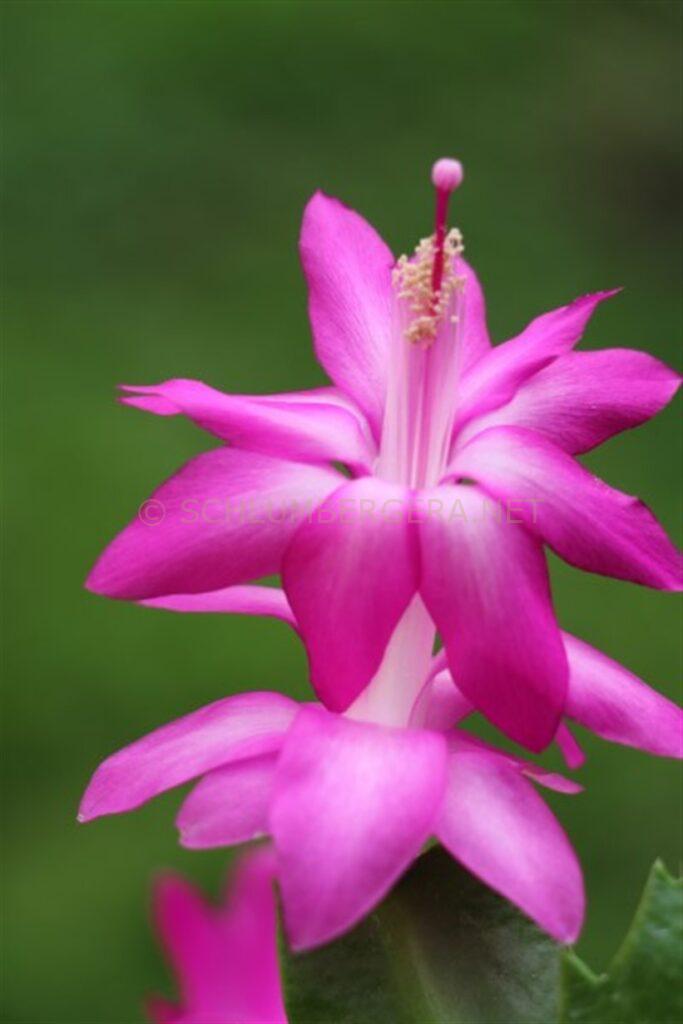 Schlumbergera 'George French'