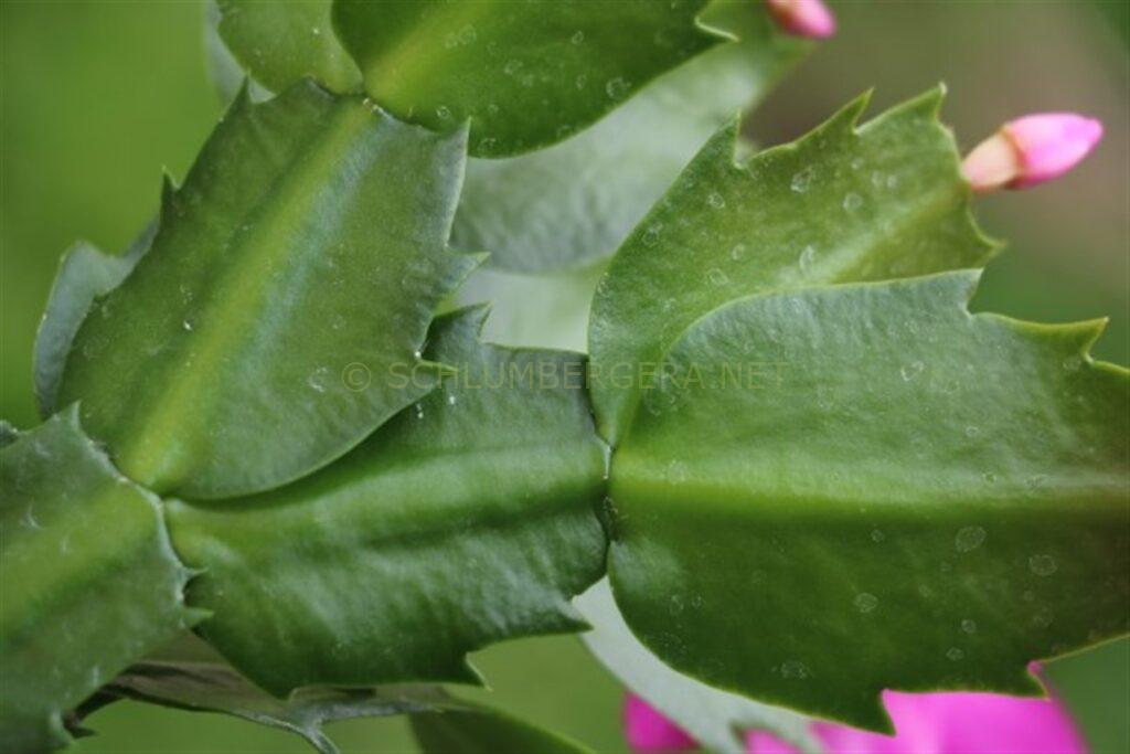 Schlumbergera 'George French'