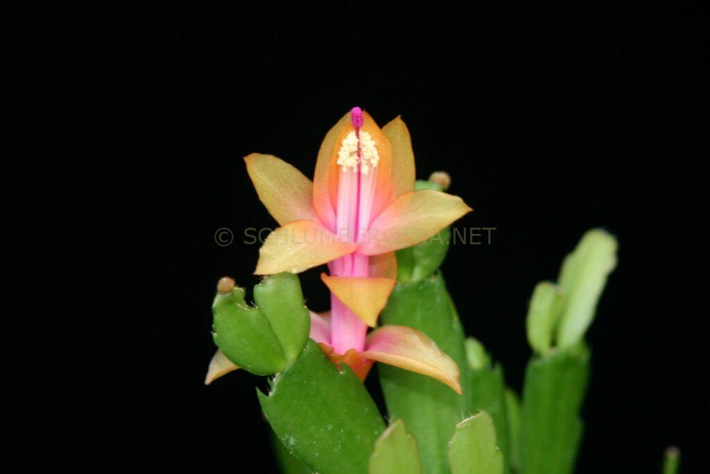 Schlumbergera 'Golden Sun'