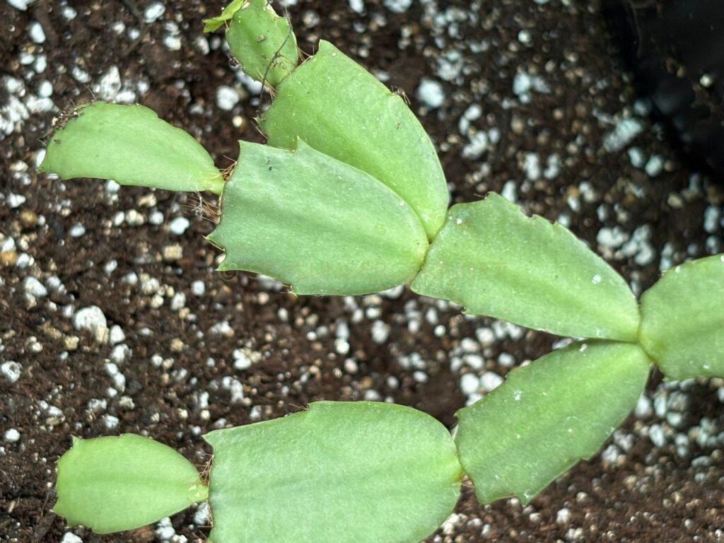 Schlumbergera 'Hermine'