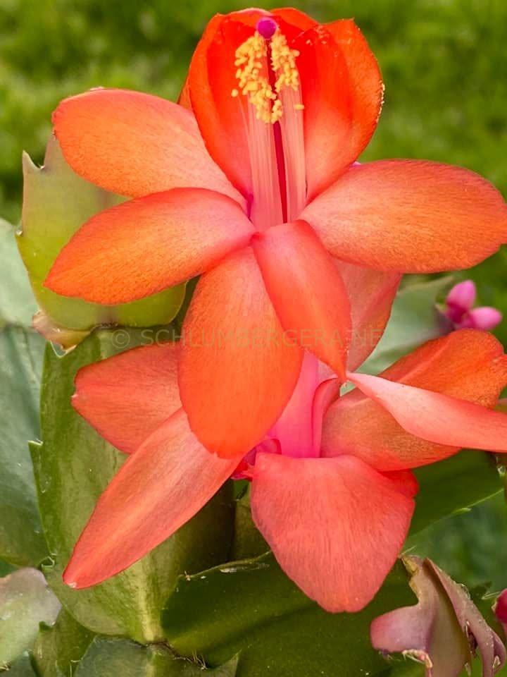 Schlumbergera 'Lavak'