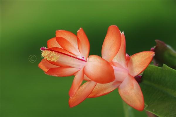 Schlumbergera 'Lavak'