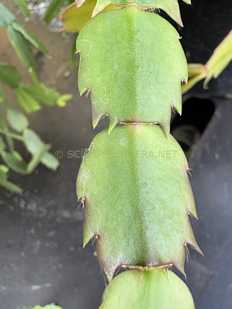 Schlumbergera 'Lavak'