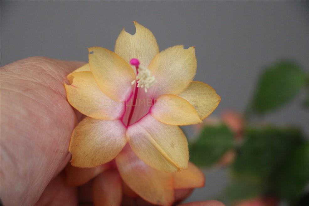 Schlumbergera 'Queen of Poland'