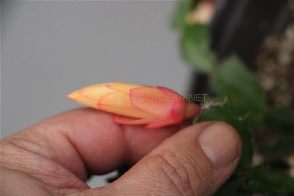 Schlumbergera 'Queen of Poland'