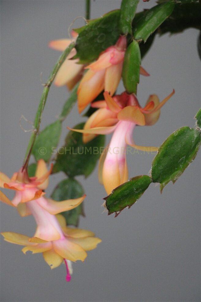 Schlumbergera 'Queen of Poland'