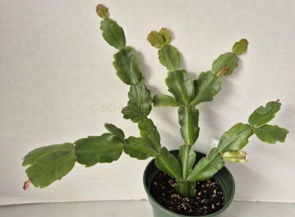 Schlumbergera 'Tinsley'