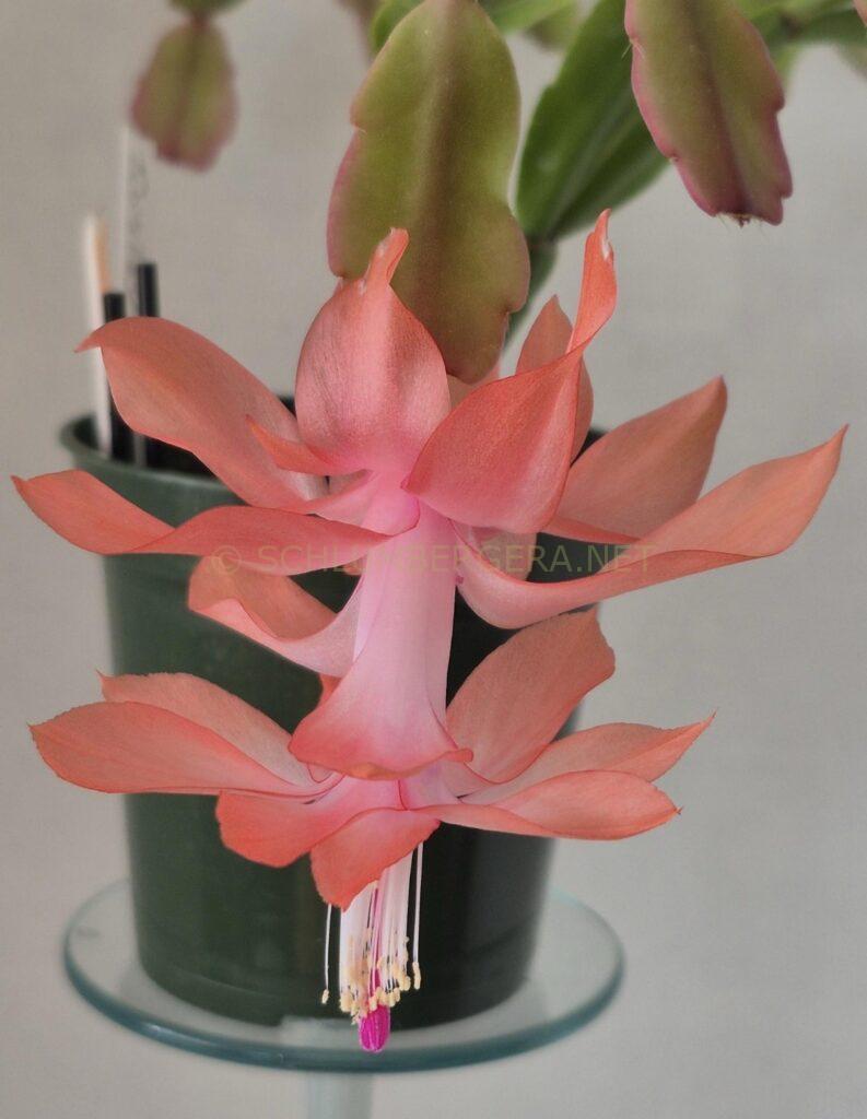 Schlumbergera 'Tinsley'