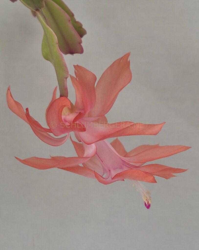Schlumbergera 'Tinsley'