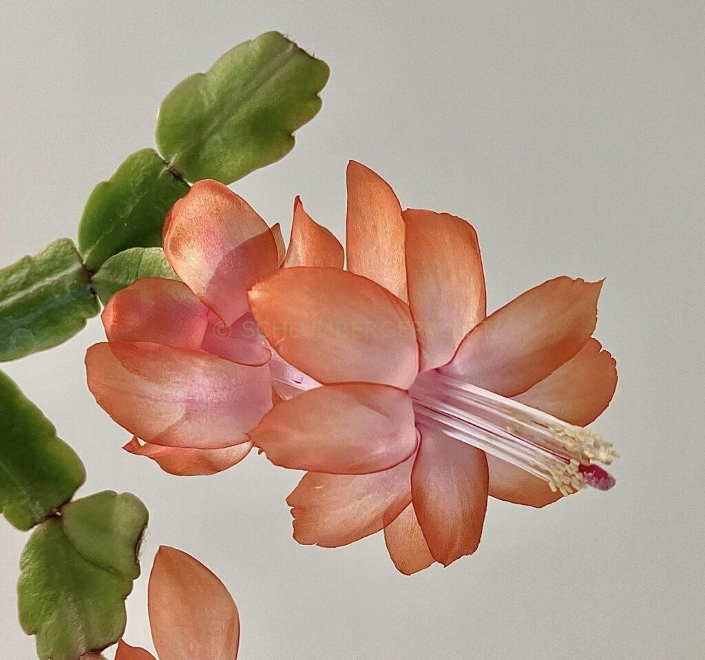 Schlumbergera 'Tinsley'