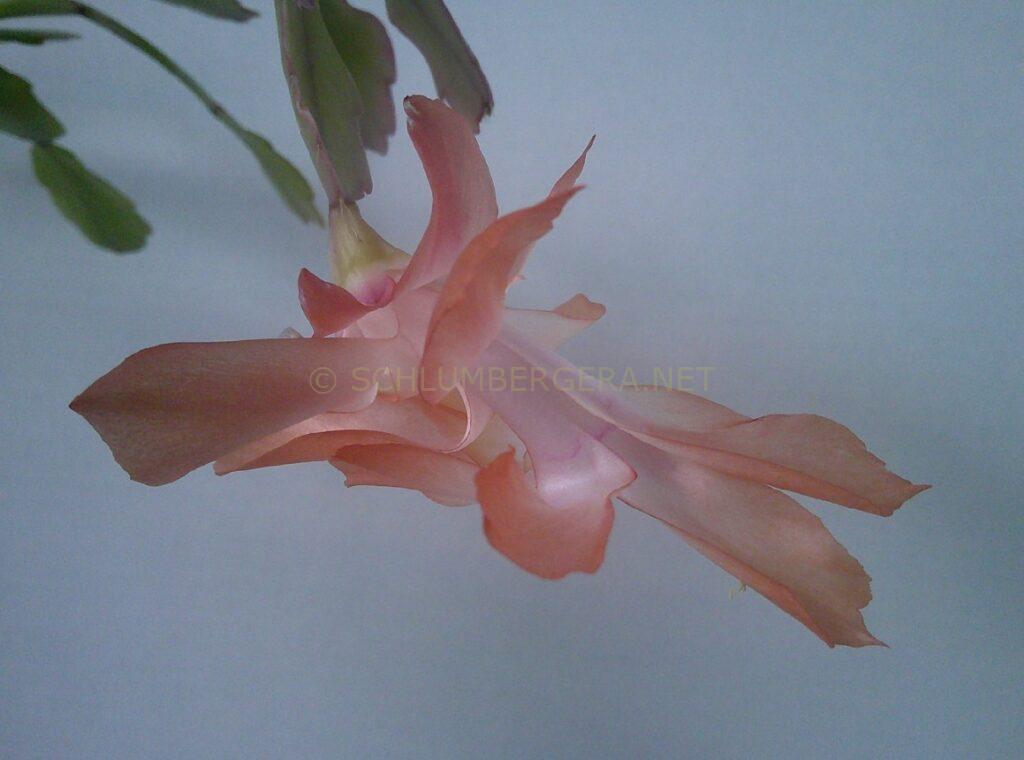 Schlumbergera 'Tinsley'