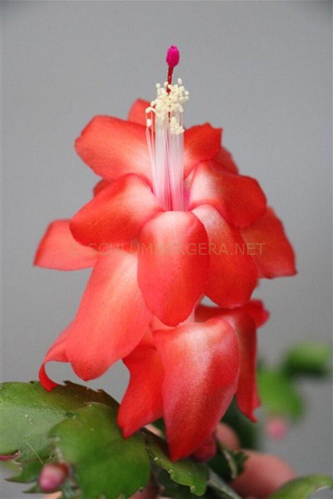 Schlumbergera 'Xander'