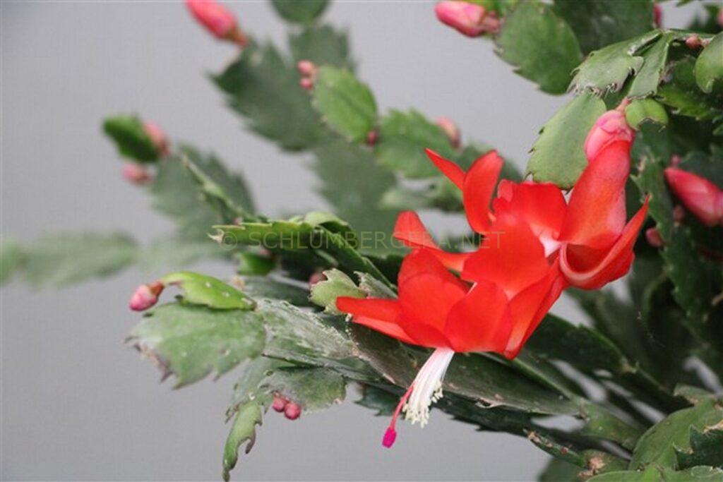 Schlumbergera 'Xander'