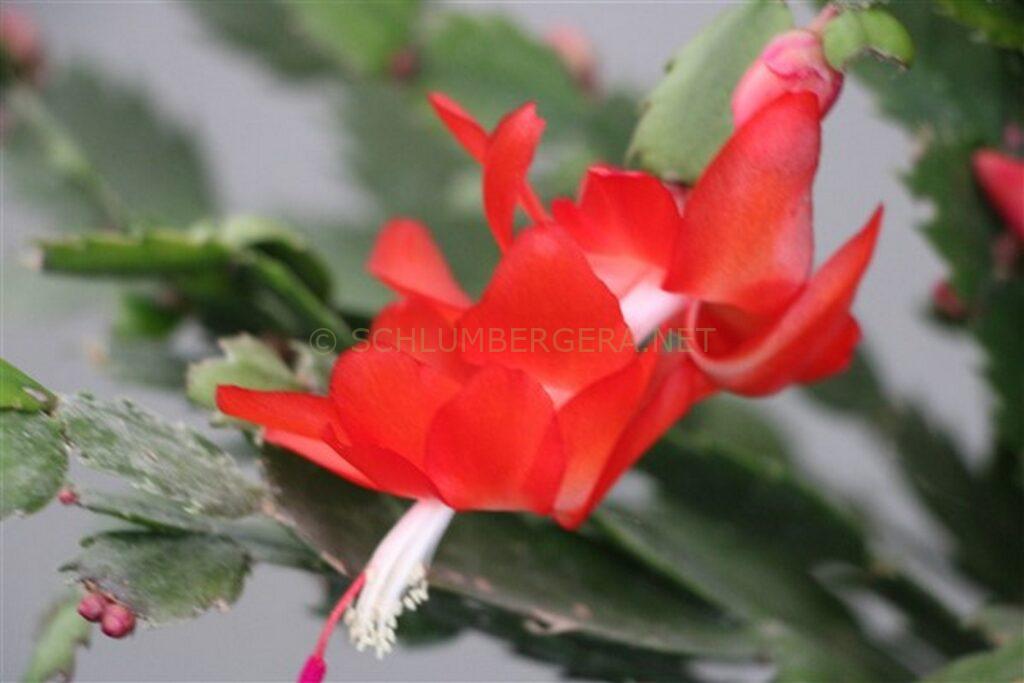 Schlumbergera 'Xander'