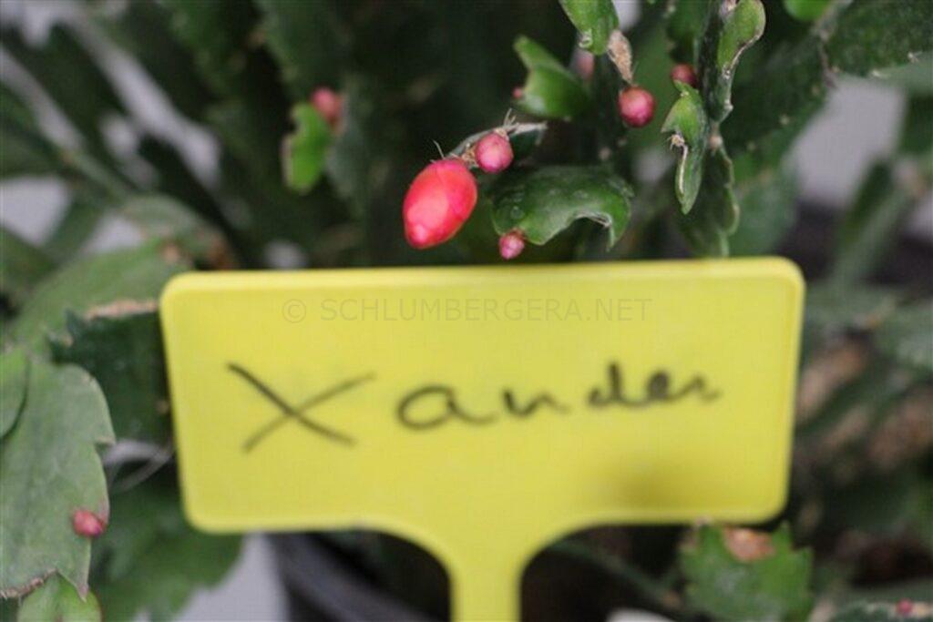 Schlumbergera 'Xander'