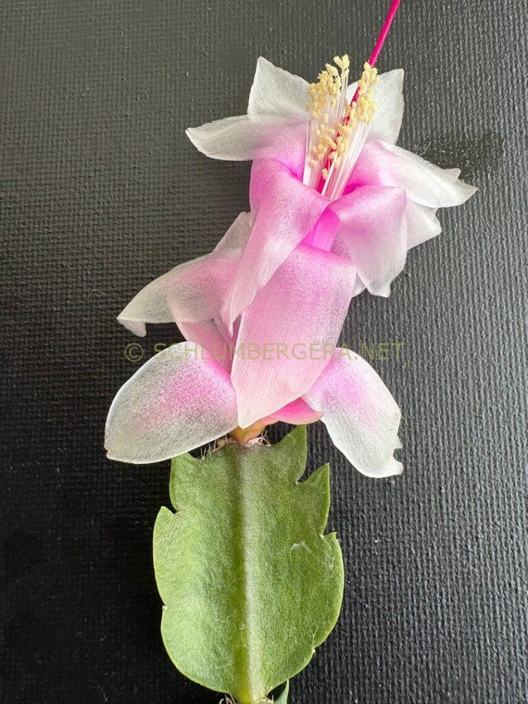 Schlumbergera 'Yaver'