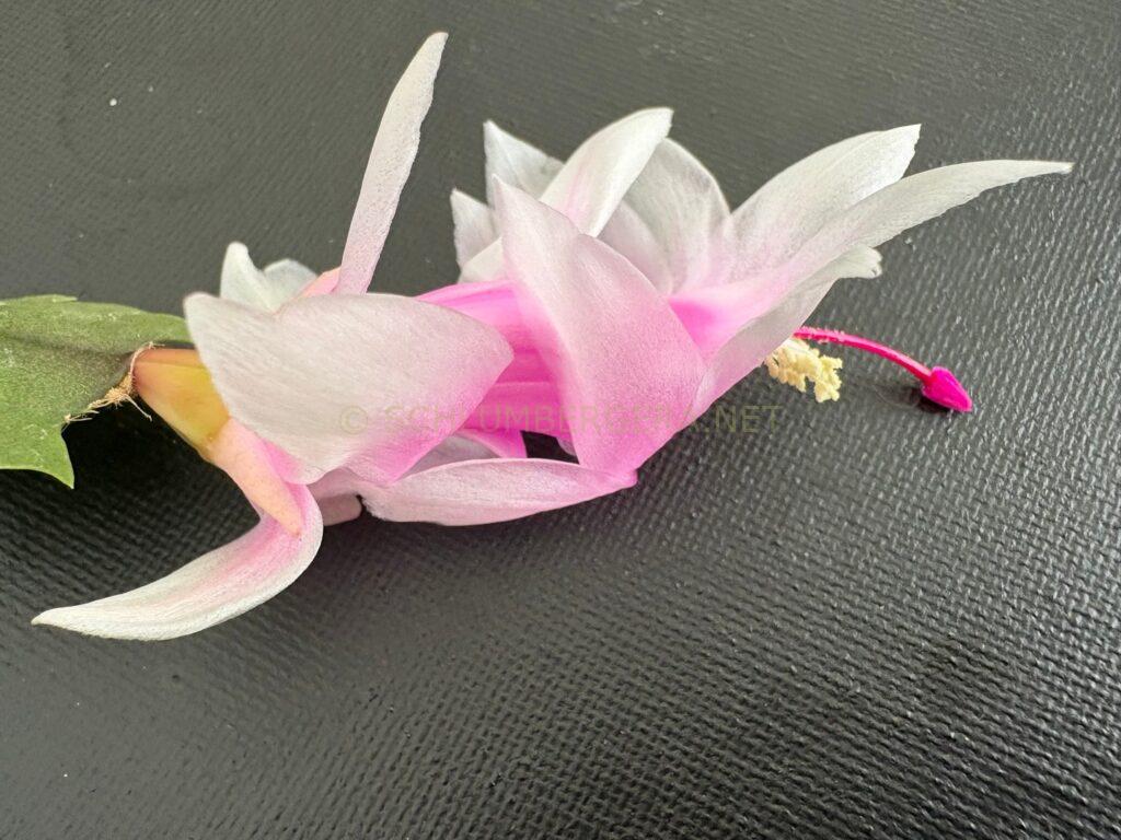 Schlumbergera 'Yaver'