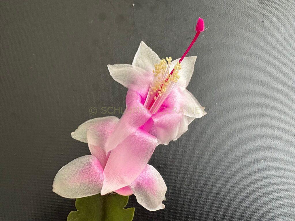 Schlumbergera 'Yaver'
