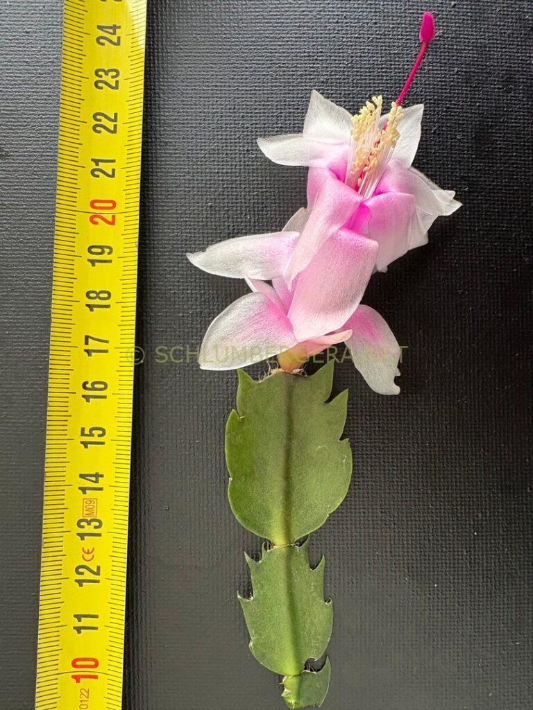 Schlumbergera 'Yaver'
