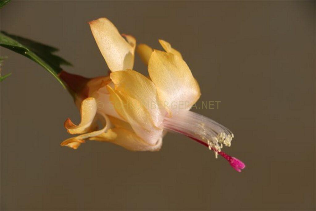 Schlumbergera 'Yellow Delight'