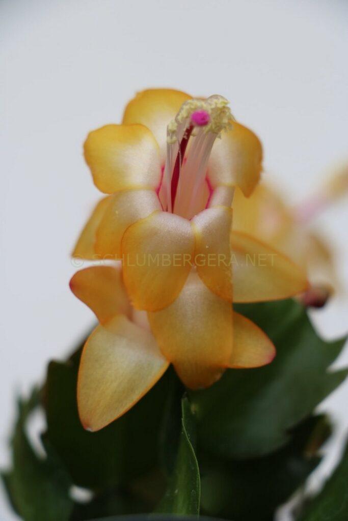 Schlumbergera 'Yellow Delight'