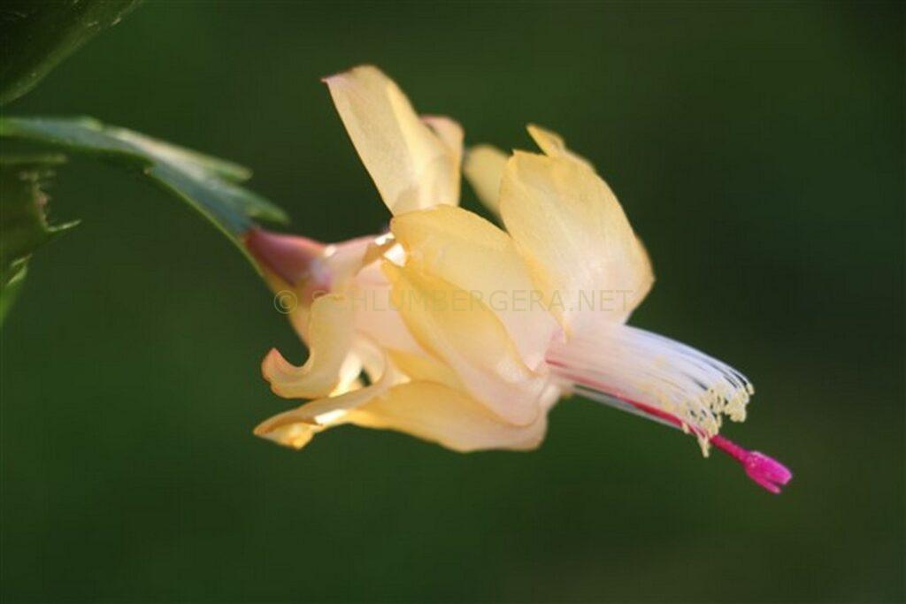 Schlumbergera 'Yellow Delight'