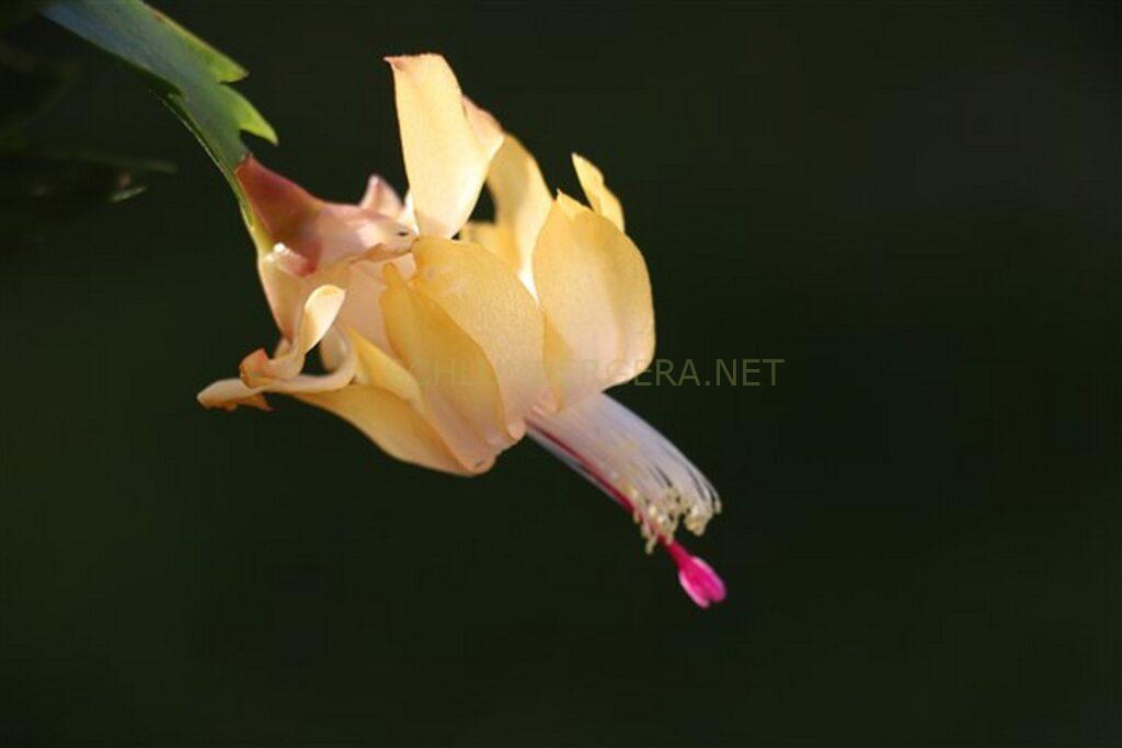 Schlumbergera 'Yellow Delight'