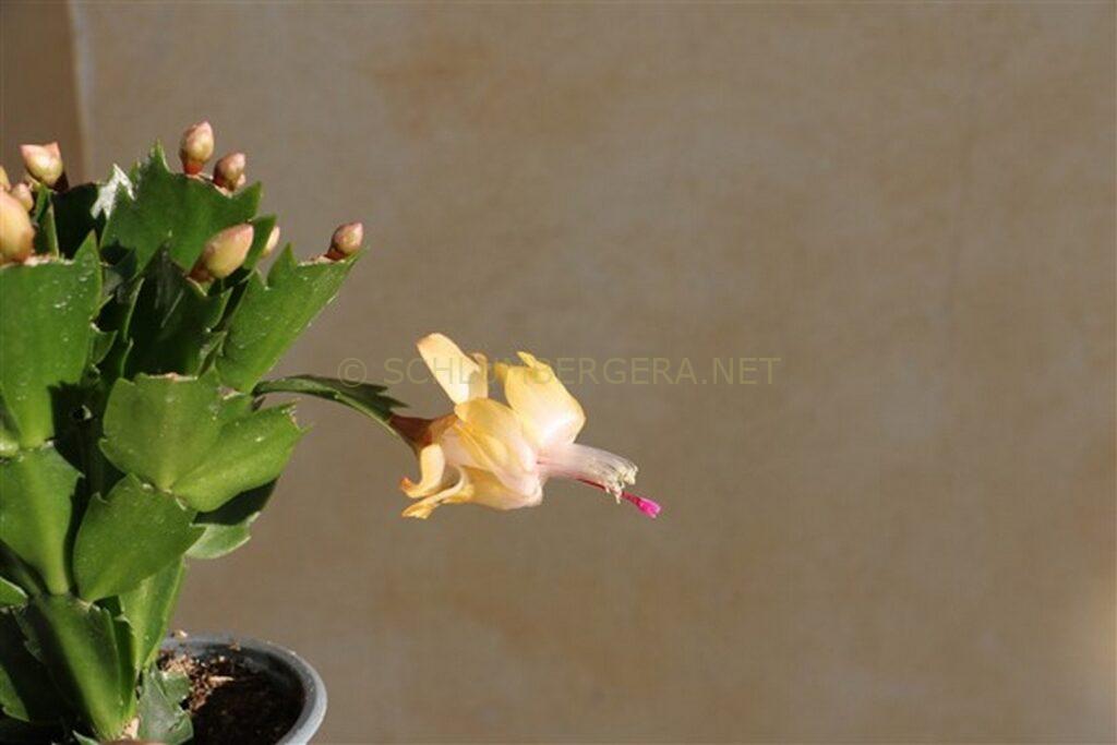 Schlumbergera 'Yellow Delight'