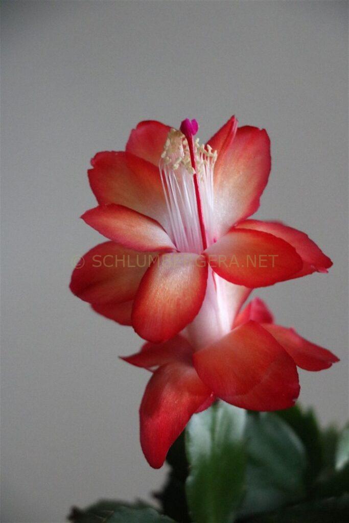 Schlumbergera 'Dutch Love'