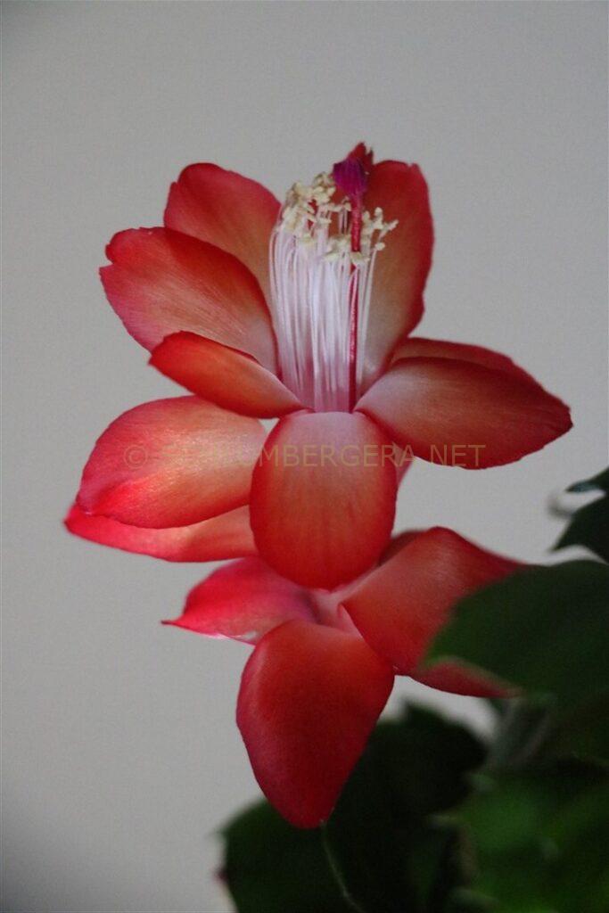 Schlumbergera 'Dutch Love'