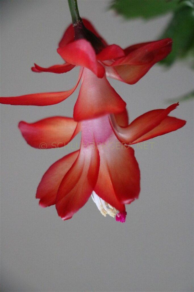 Schlumbergera 'Dutch Love'
