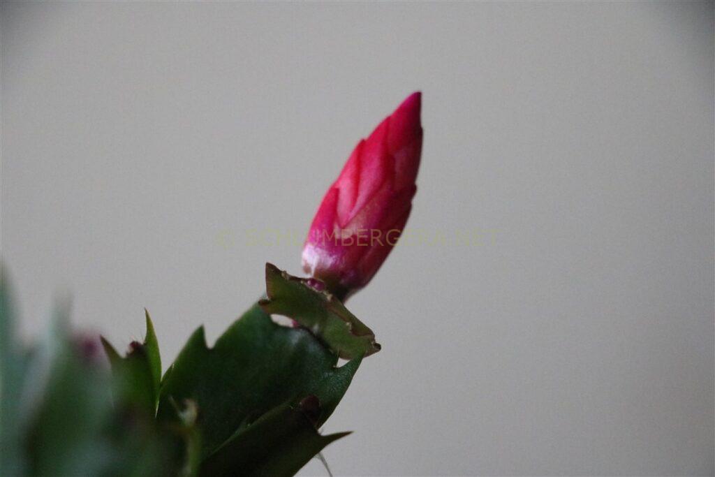 Schlumbergera 'Dutch Love'