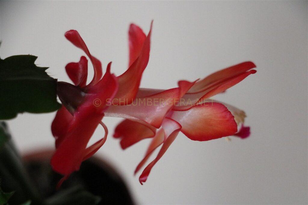 Schlumbergera 'Dutch Love'